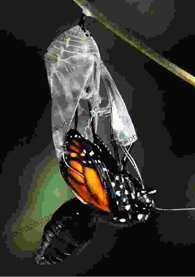 A Butterfly Emerging From A Chrysalis, Representing The Metamorphosis Of The Author's Soul. Ask Me Again: Poems On My Journey To Be Found