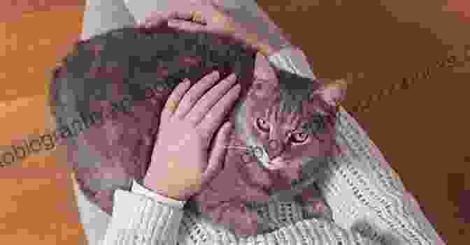 A Cat Sitting On Its Owner's Lap The Mysterious Art Of The Cat