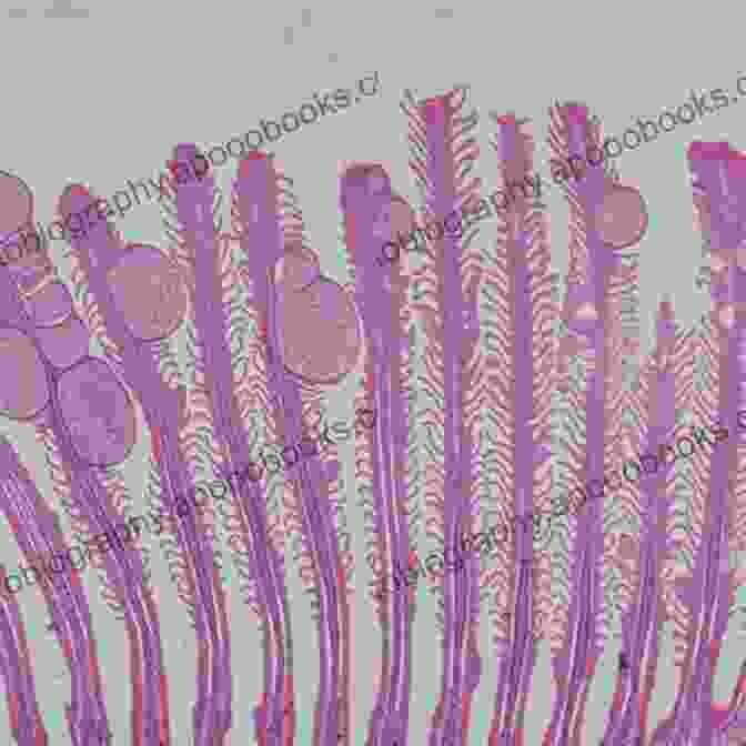 A Close Up Of A Microscope Slide Showing Stained Fish Tissue, Highlighting The Role Of Microscopy In Fish Disease Diagnosis Diseases Of Fishes Christine Feehan