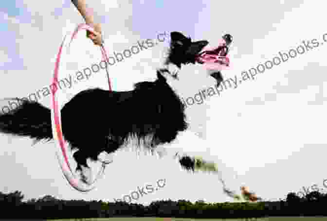 A Dog Performing An Advanced Trick, Such As Jumping Through A Hoop, While Being Trained With A Clicker How To Train Your Dog With A Clicker (It S All About Dogs 2)