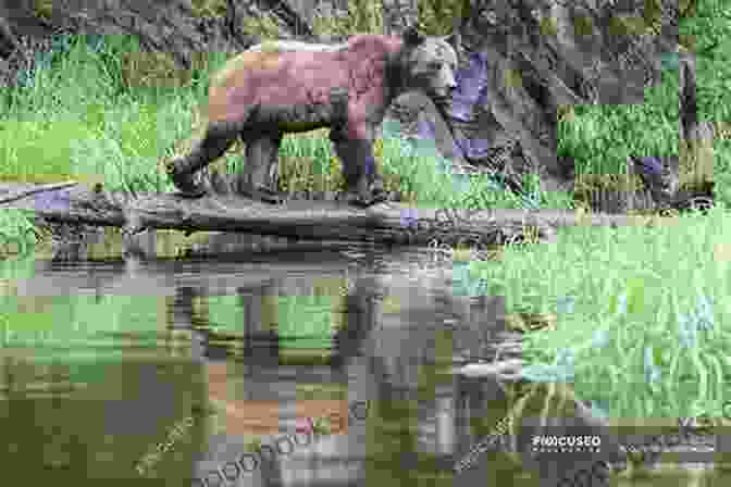 A Family Observing A Majestic Grizzly Bear In Its Natural Habitat Within Yellowstone National Park Explorer S Guide Wyoming (Explorer S Complete)