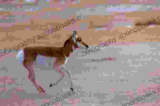 A Fleet Footed Pronghorn Antelope Running Across The Dunes Of Great Sand Dunes National Park Colorado Wildlife: A Tourist Guide