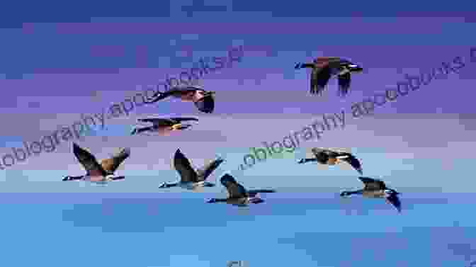 A Flock Of Canada Geese Flying In Formation Against The Backdrop Of A Golden Sunset The Ultimate Guide To Hatching Brooding Chicks For Beginners: The Step By Step Guide To Hatching And Brooding: Chickens Quails Ducks And Geese