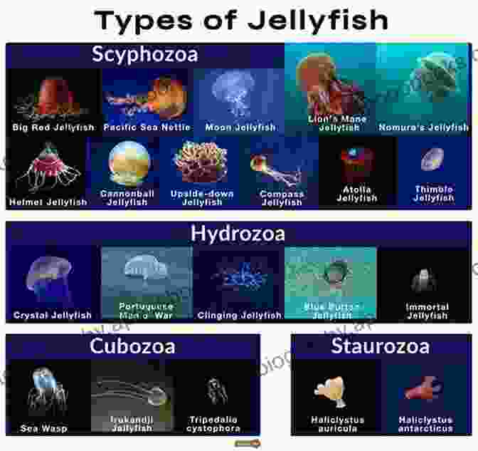 A Kaleidoscope Of Marine Life, Showcasing The Diversity Of Species From Jellyfish To Sea Turtles Ecological Geography Of The Sea