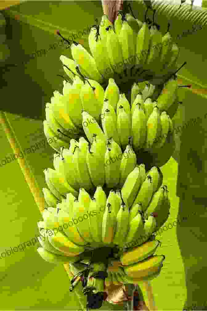 A Lush Banana Tree With Large Green Leaves And Bunches Of Yellow Bananas Banana Tree Rachel Albone Bushnell