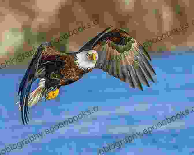 A Majestic Bald Eagle Soaring Above A Lake In Gunnison National Park Colorado Wildlife: A Tourist Guide