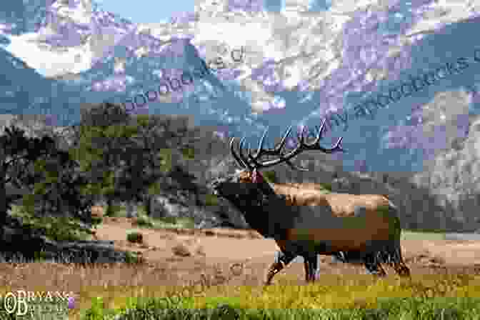 A Majestic Elk In The Meadows Of Rocky Mountain National Park Colorado Wildlife: A Tourist Guide