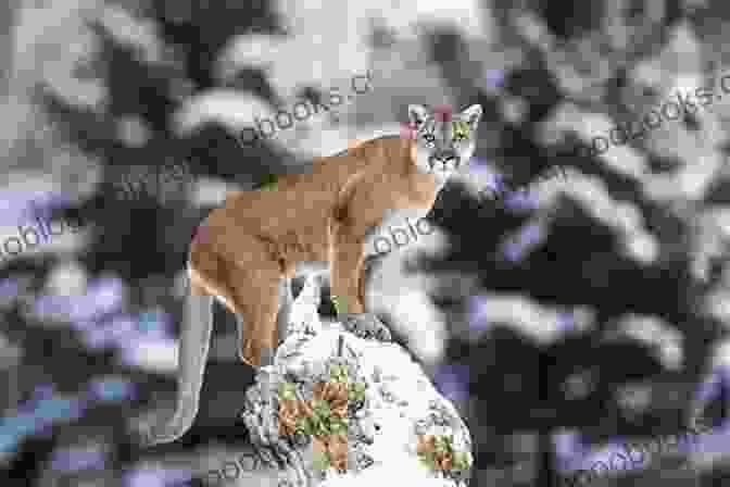 A Majestic Mountain Lion In The Colorado Wilderness Colorado Wildlife: A Tourist Guide