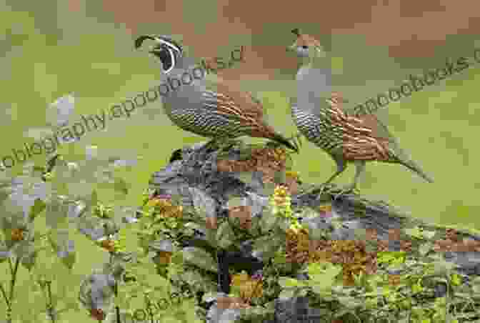 A Pair Of California Quails Perched On A Branch, Their Intricate Plumage Blending With The Surroundings The Ultimate Guide To Hatching Brooding Chicks For Beginners: The Step By Step Guide To Hatching And Brooding: Chickens Quails Ducks And Geese