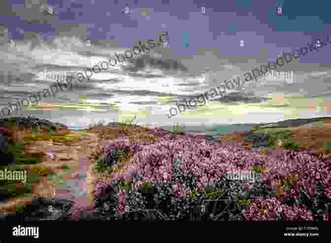 A Panoramic View Of A Vast Moorland Stretching Towards The Horizon, With Rolling Hills, Heather, And A Winding Path. Poems From The Moor (Alma Classics)