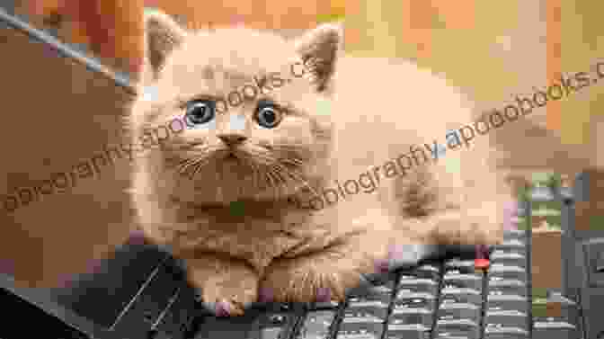 A Picture Of A Cat Sitting On A Keyboard Play On Words: A Collection Of Visual Puns