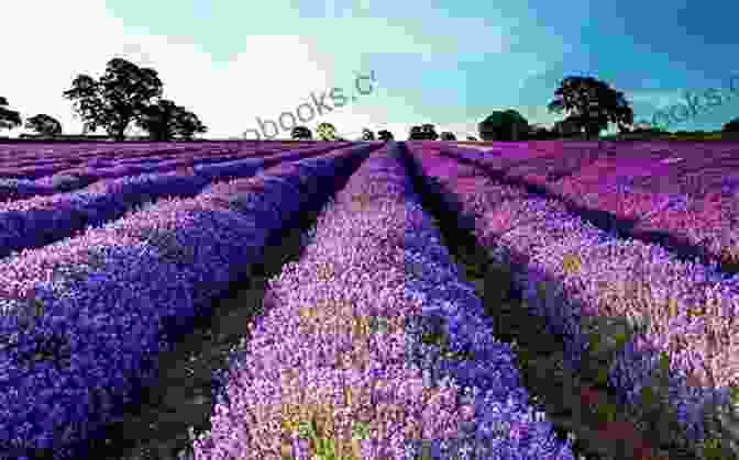 A Picturesque Lavender Field, Showcasing The Beautiful Purple Blooms That Produce The Signature Lavender Scent. ESSENTIAL GUIDE TO LAVENDER SOAP MAKING FOR BEGINNERS: How To Make Lavender Cleaning Soap Handy Homemade Lavender Recipe With Fundamental Oil And Honey