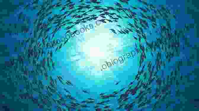 A School Of Fish Swims Through The Ocean, Representing The Beginning Of Gypsy Chase Gypsy Chase: Only The Version Of Gypsy Chase Has Photos At Beginning And End (Schools Of Fish)