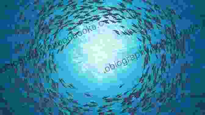 A School Of Fish Swims Through The Ocean, Representing The End Of Gypsy Chase Gypsy Chase: Only The Version Of Gypsy Chase Has Photos At Beginning And End (Schools Of Fish)