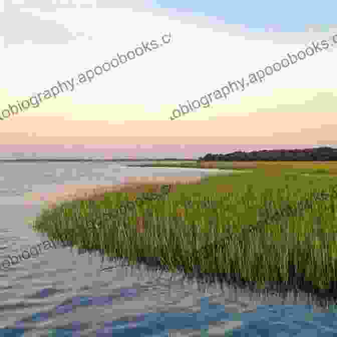 Aerial View Of A Coastal Ecosystem, Showcasing The Diversity Of Habitats From Sandy Beaches To Wetlands Ecological Geography Of The Sea