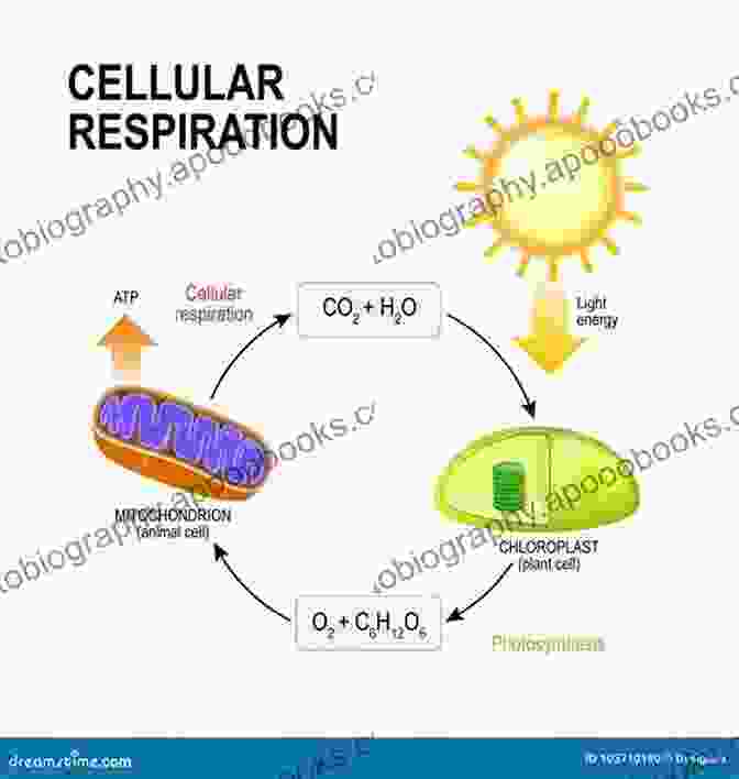 Animation Illustrating Cellular Processes Looking Inside Cells (Science Readers)