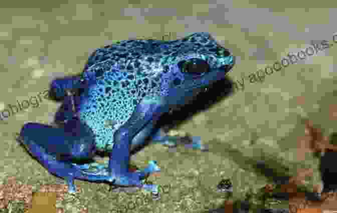 Blue Poison Dart Frog COLORFUL FROGS: Top 5 Most Colorful Frog Pets That Are Perfect For Teenagers