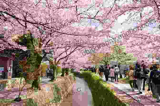 Cherry Blossoms Blooming Along Philosopher's Path In Spring Top 12 Things To See And Do In Kyoto Top 12 Kyoto Travel Guide