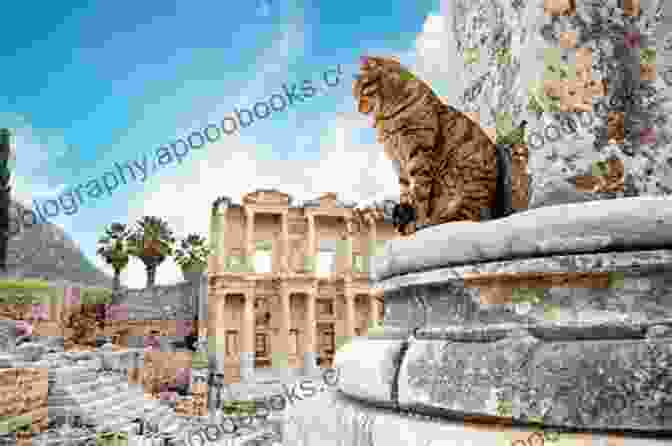 Depiction Of A War Cat In Ancient Greece 100 Cats Who Changed Civilization: History S Most Influential Felines