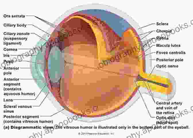 Detailed Diagram Of The Human Eye Anatomy And Physiology An Outline Of Ophthalmology Roger L Coakes