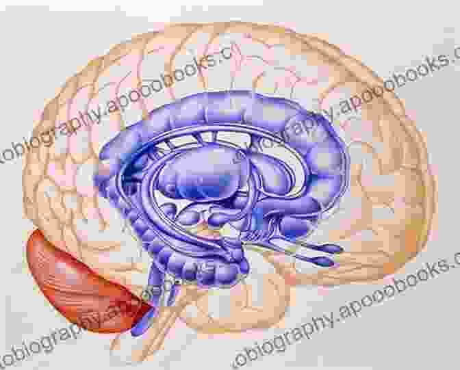 Detailed Illustration Of The Human Limbic System, Highlighting Its Intricate Anatomical Structures And Connections. Complex Surgical Cases Of The Limbic System