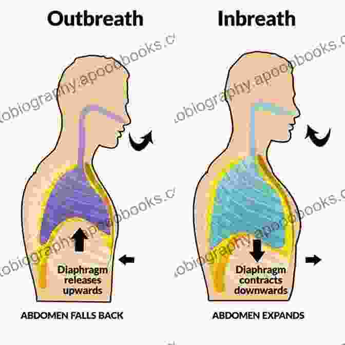 Diagram Of Diaphragm Breathing Technique Saxophone For Beginners: Advanced Guide To Master The Skills As A Saxophonist