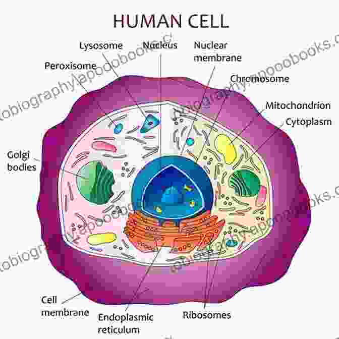 Diagram Showcasing The Components Of A Cell Looking Inside Cells (Science Readers)