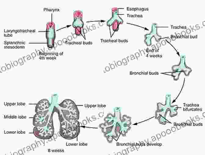 Evolution Of Respiratory Systems From Gills To Lungs A History Of Breathing Daniel Macdonald