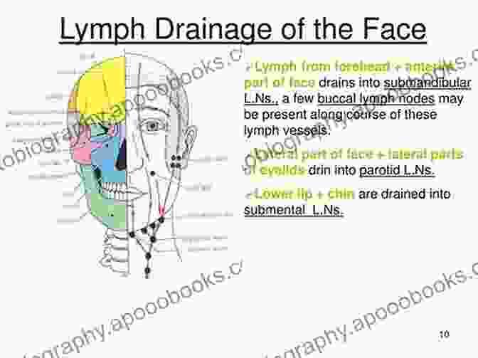 Facial Blood Supply And Lymphatic Drainage Facial And Nasal Anatomy An Issue Of Facial Plastic Surgery Clinics Of North America E (The Clinics: Internal Medicine)