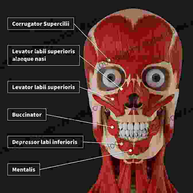 Facial Muscles Of Expression Facial And Nasal Anatomy An Issue Of Facial Plastic Surgery Clinics Of North America E (The Clinics: Internal Medicine)