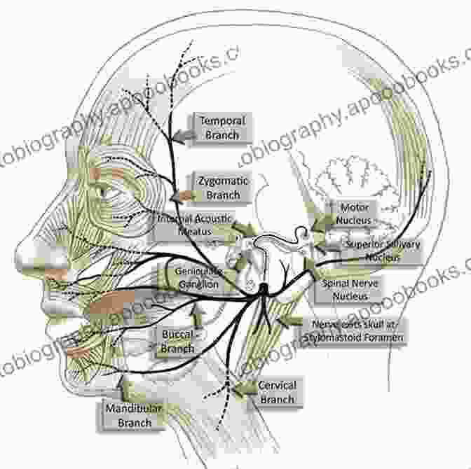 Facial Nerve Innervation Facial And Nasal Anatomy An Issue Of Facial Plastic Surgery Clinics Of North America E (The Clinics: Internal Medicine)