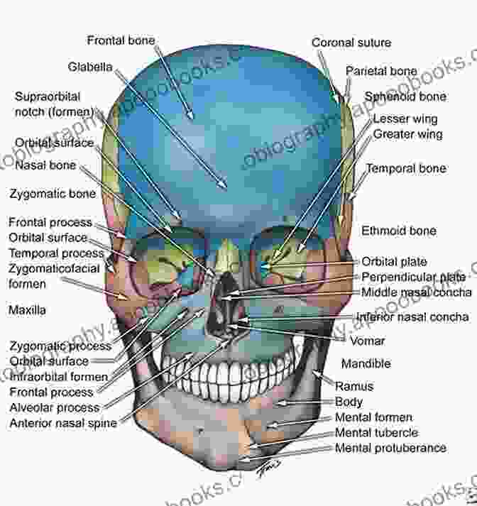 Facial Skeletal Anatomy Facial And Nasal Anatomy An Issue Of Facial Plastic Surgery Clinics Of North America E (The Clinics: Internal Medicine)