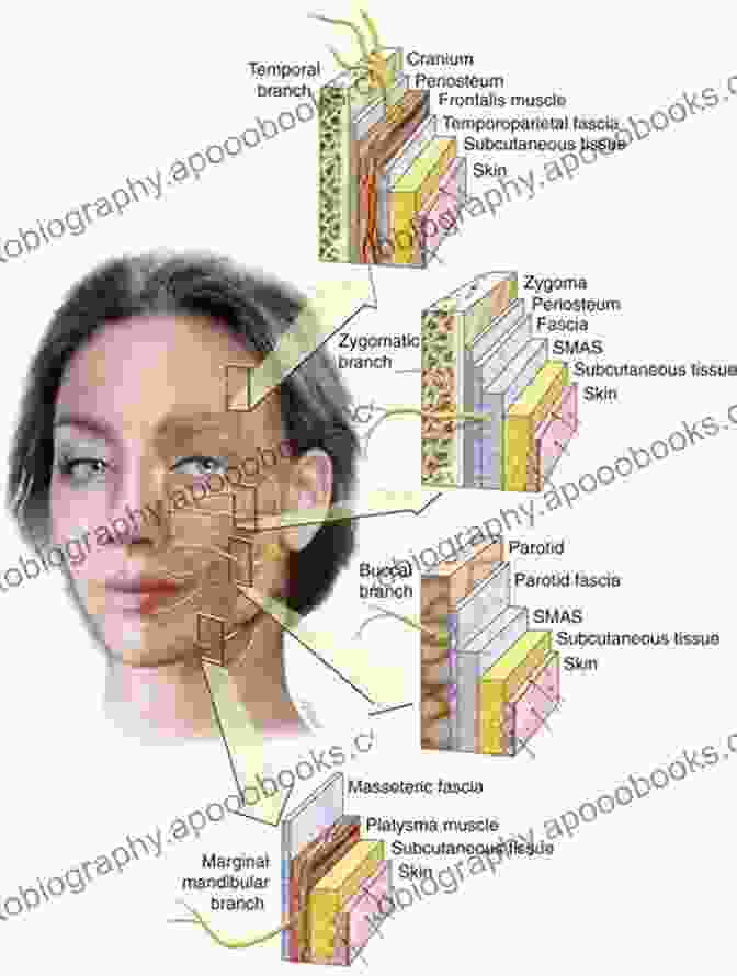 Facial Skin And Soft Tissue Anatomy Facial And Nasal Anatomy An Issue Of Facial Plastic Surgery Clinics Of North America E (The Clinics: Internal Medicine)