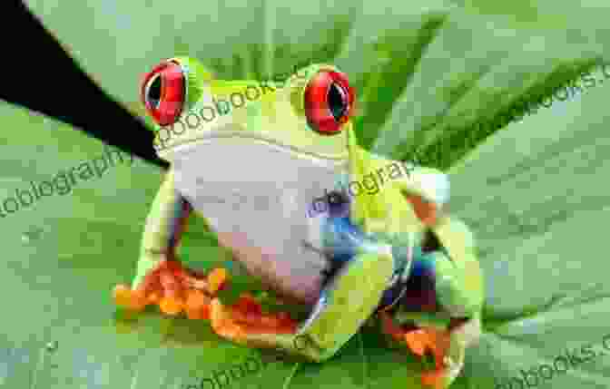 Green Tree Frog COLORFUL FROGS: Top 5 Most Colorful Frog Pets That Are Perfect For Teenagers