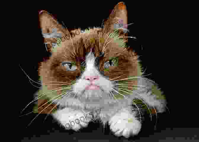 Grumpy Cat, The Famous Internet Sensation 100 Cats Who Changed Civilization: History S Most Influential Felines