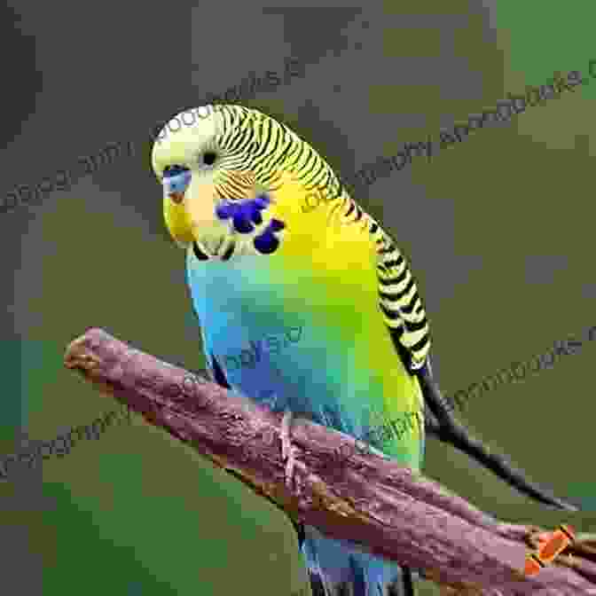 Image Of A Colorful Budgie Perched On A Branch. Budgies: A Small Bird Only In Size