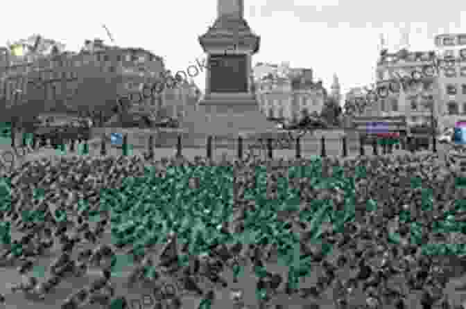 Jonathan Livingston Trafalgar Square Pigeon In Flight Jonathan Livingston Trafalgar Square Pigeon