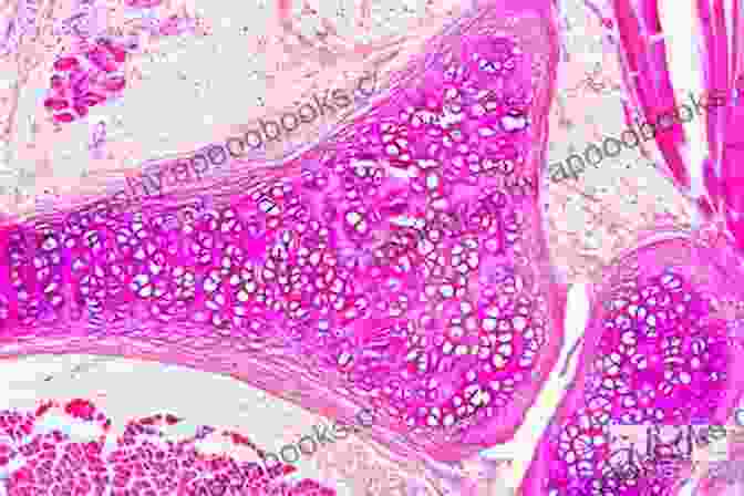 Microscopic View Of Cartilage Matrix The Illustrative Of Cartilage Repair