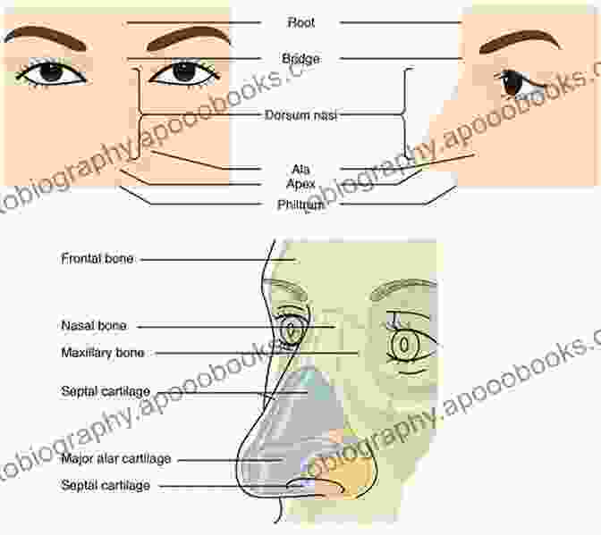 Nasal Anatomy Facial And Nasal Anatomy An Issue Of Facial Plastic Surgery Clinics Of North America E (The Clinics: Internal Medicine)