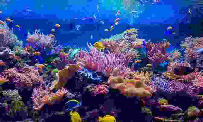 Panoramic View Of The Ocean With Diverse Marine Life And Coral Reefs Ecological Geography Of The Sea