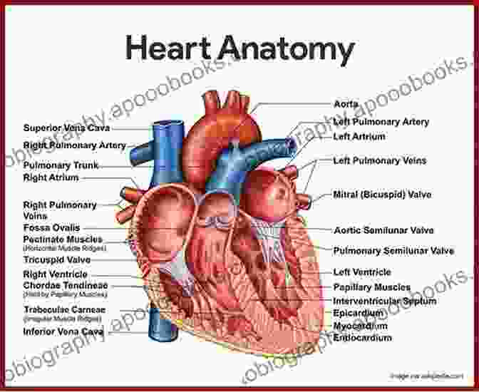 The Heart Chart Full Illustrated: A Comprehensive Guide To The Human Cardiovascular System The Heart: E Chart Full Illustrated