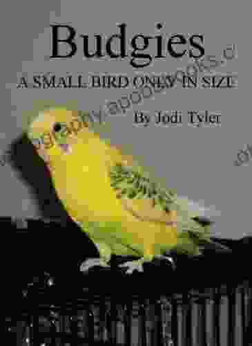 Budgies: A Small Bird Only In Size