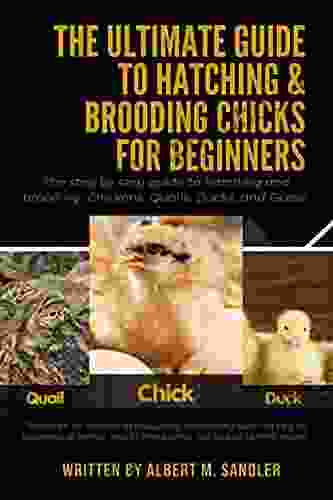 The Ultimate Guide to Hatching Brooding Chicks for Beginners: The step by step guide to hatching and brooding: Chickens Quails Ducks and Geese