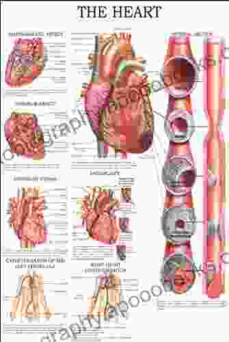 The Heart: E Chart Full Illustrated